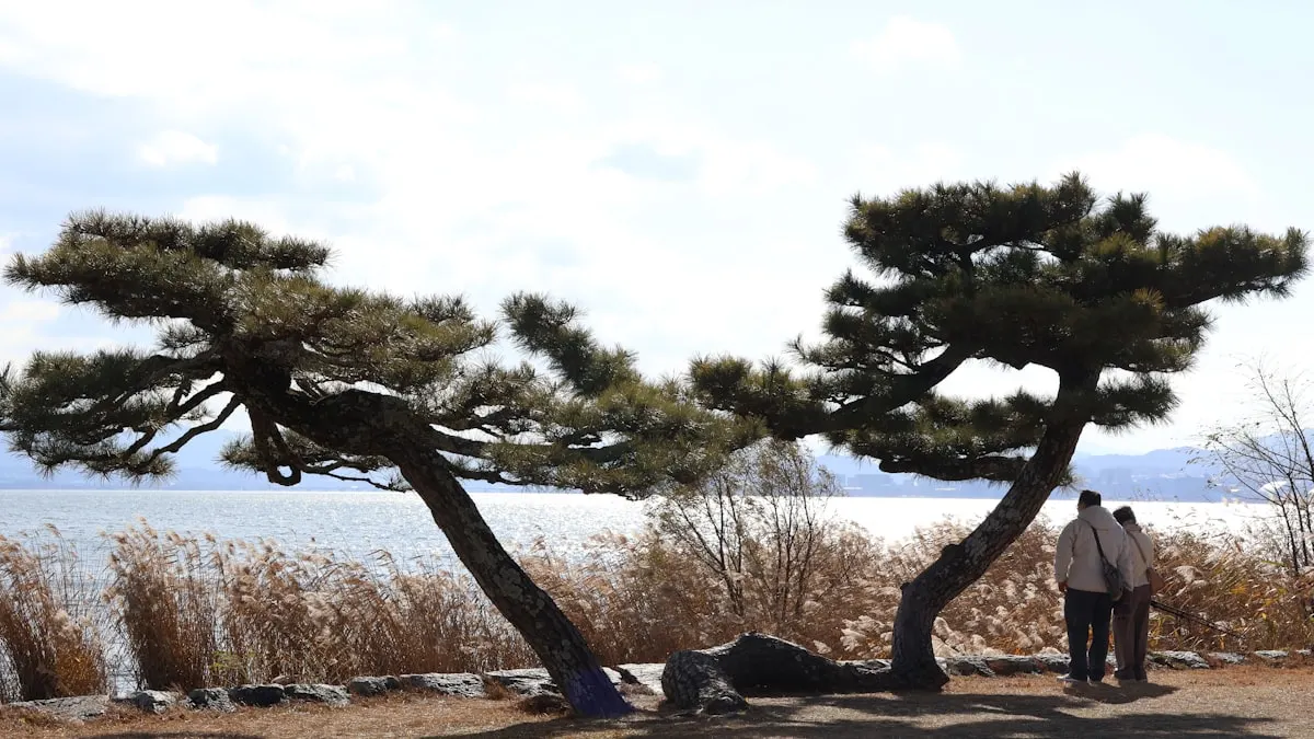 湖岸の松と琵琶湖